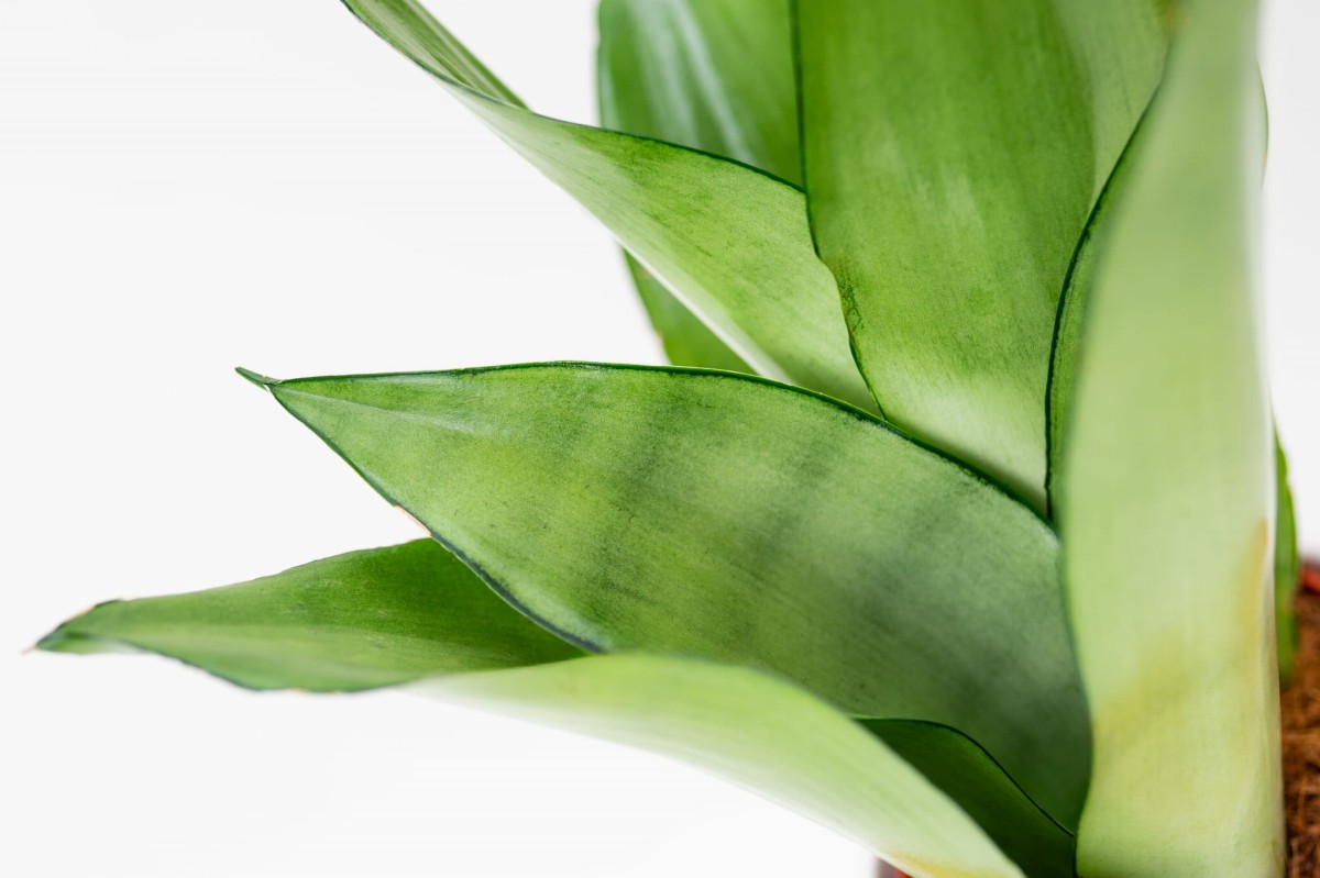 SANSEVIERIA-MOONSHINE-04.jpg
