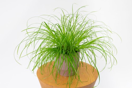 Trawa dla Kota 'Cyperus Zumula' 