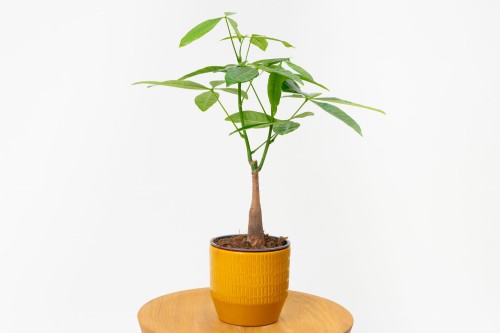 Pachira aquatica Pachira wodna