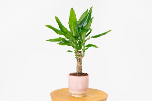 Dracena fragrans steudneri (dracaena)