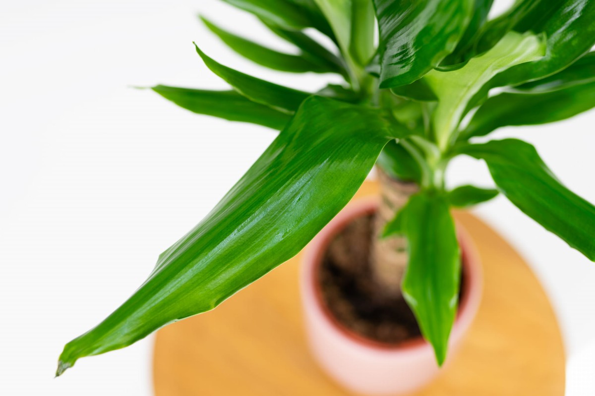 Dracena-fragrans-steudneri-04