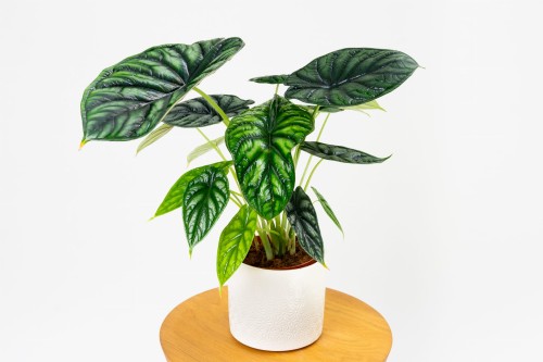 Alocasia baginda 'Dragon Scale' (Alokazja)