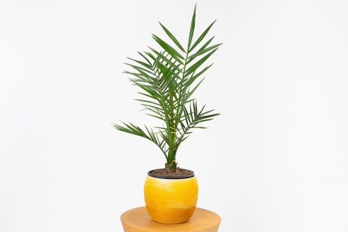 Phoenix Canariensis Daktylowiec kanaryjski