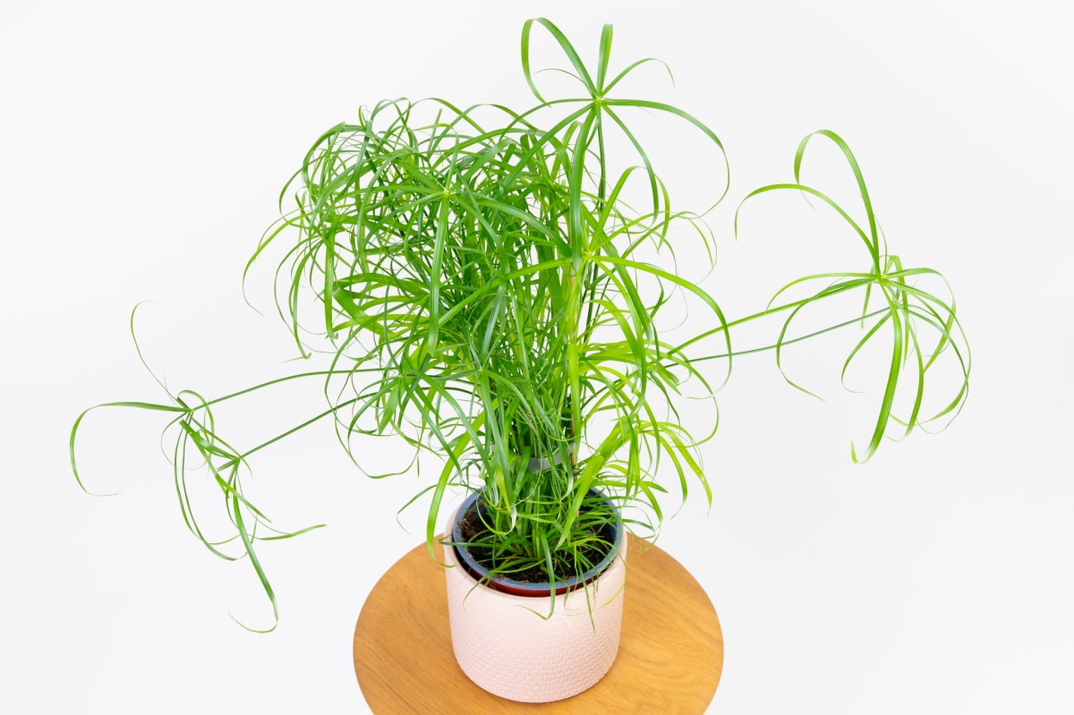 CYPERUS-PAPIRUS-02.jpg