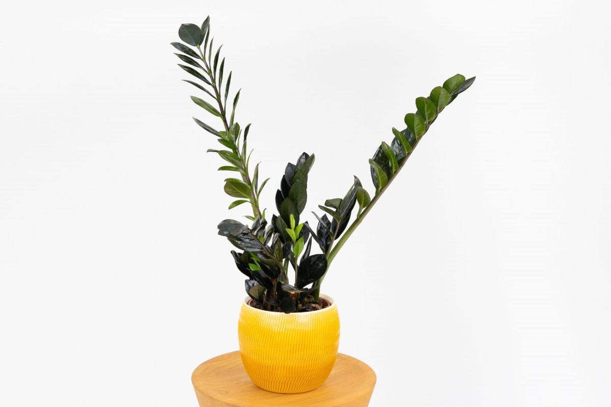 ZAMIOCULCAS-ZAMIIIFOLIA-RAVEN-ZAMIOKULKAS-ZAMIOLISTNY-RAVEN-01.jpg