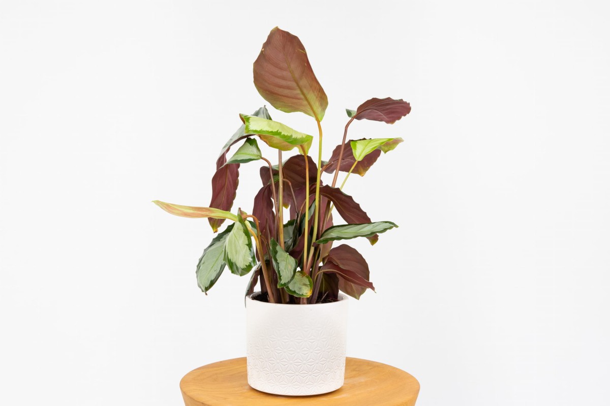 Calathea-picturata-Argentea-Kalatea-obrzeżona-01.jpg