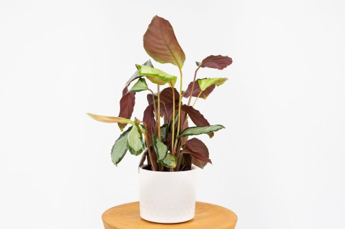 Calathea picturata 'Argentea' Kalatea obrzeżona