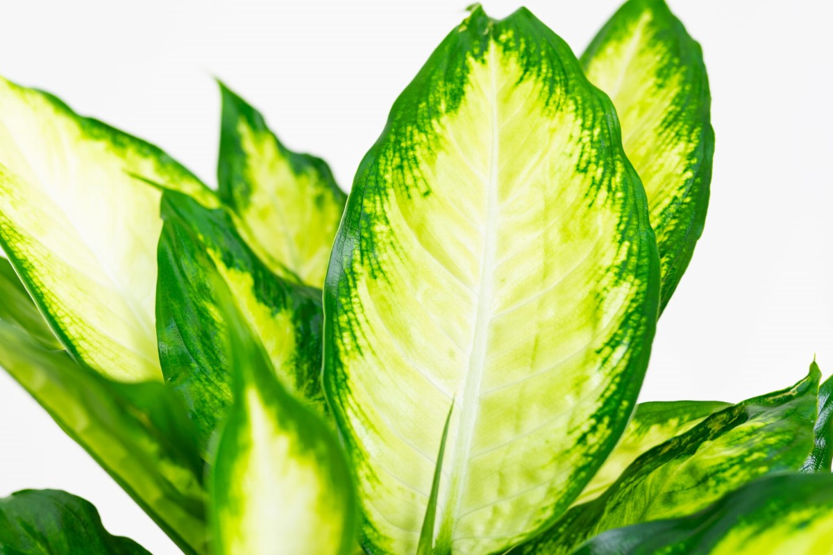 DIEFFENBACHIA-MACULATA-CAMILLA-03.jpg