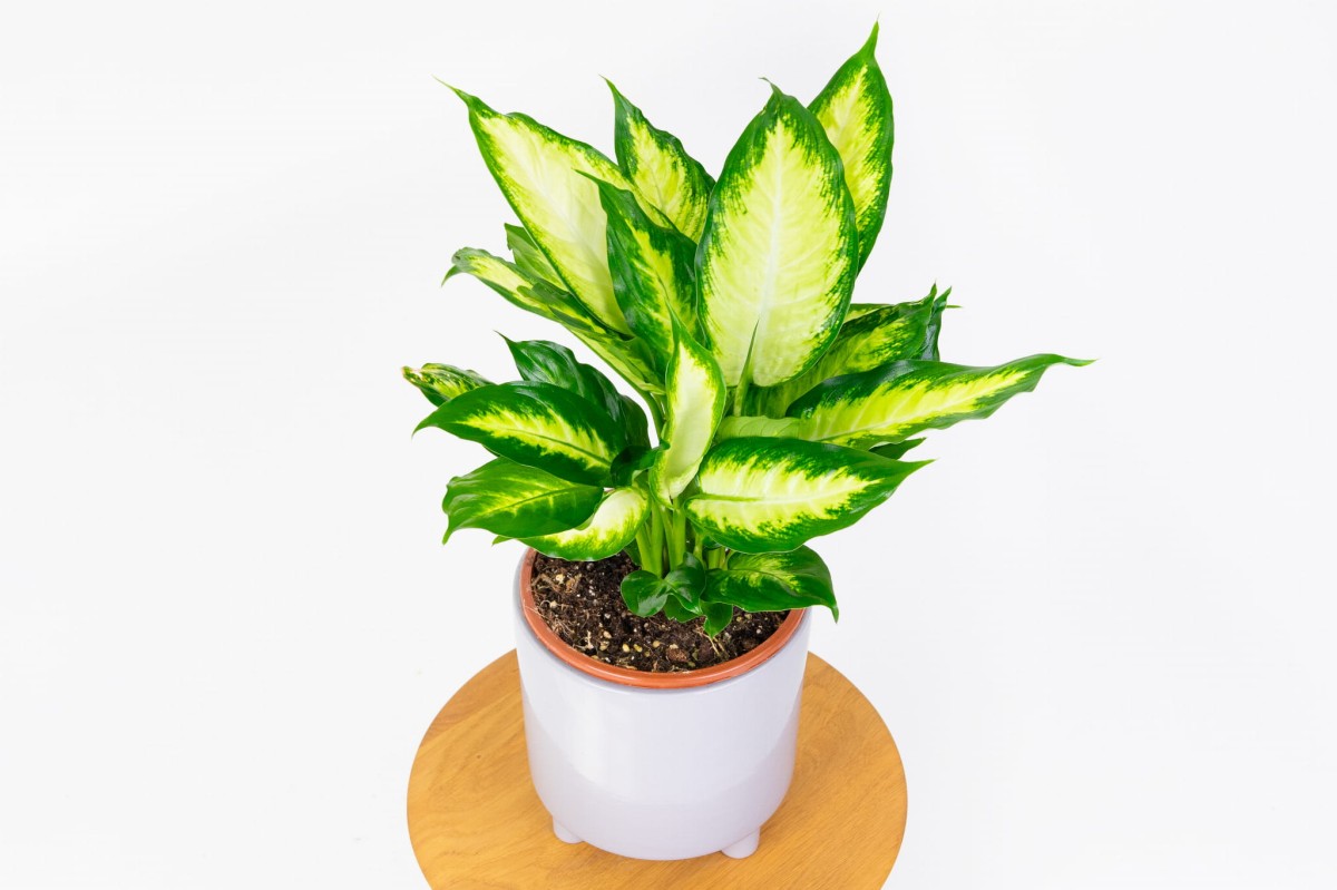 DIEFFENBACHIA-MACULATA-CAMILLA-02.jpg