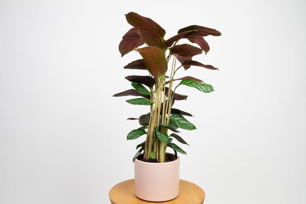 ctenanthe-setosa-compactstar-03.jpg