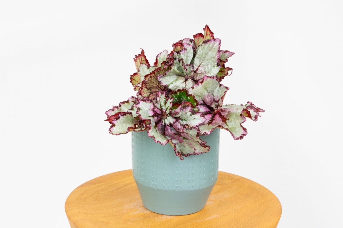 begonia-rex-begonia-krolewska-01