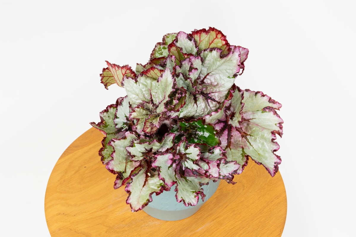 begonia-rex-begonia-krolewska-02
