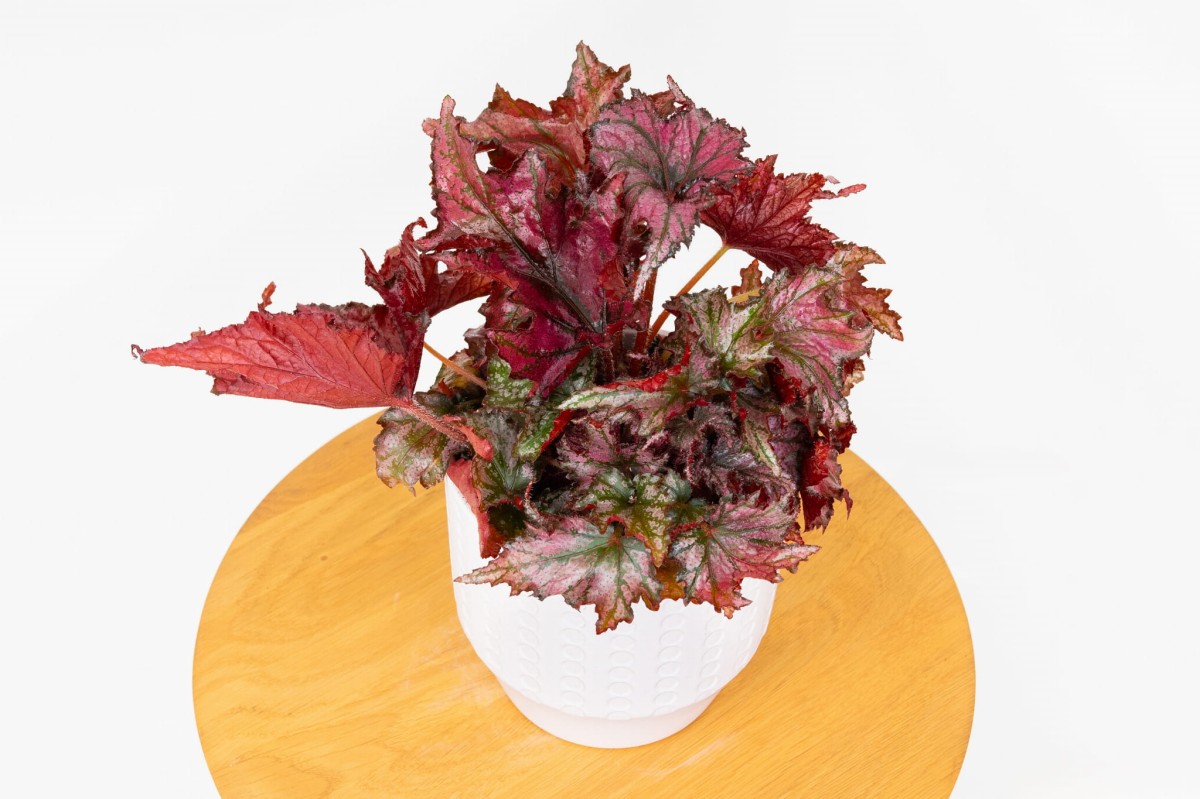 begonia-rex-red-krolewska-zielona-flora-02