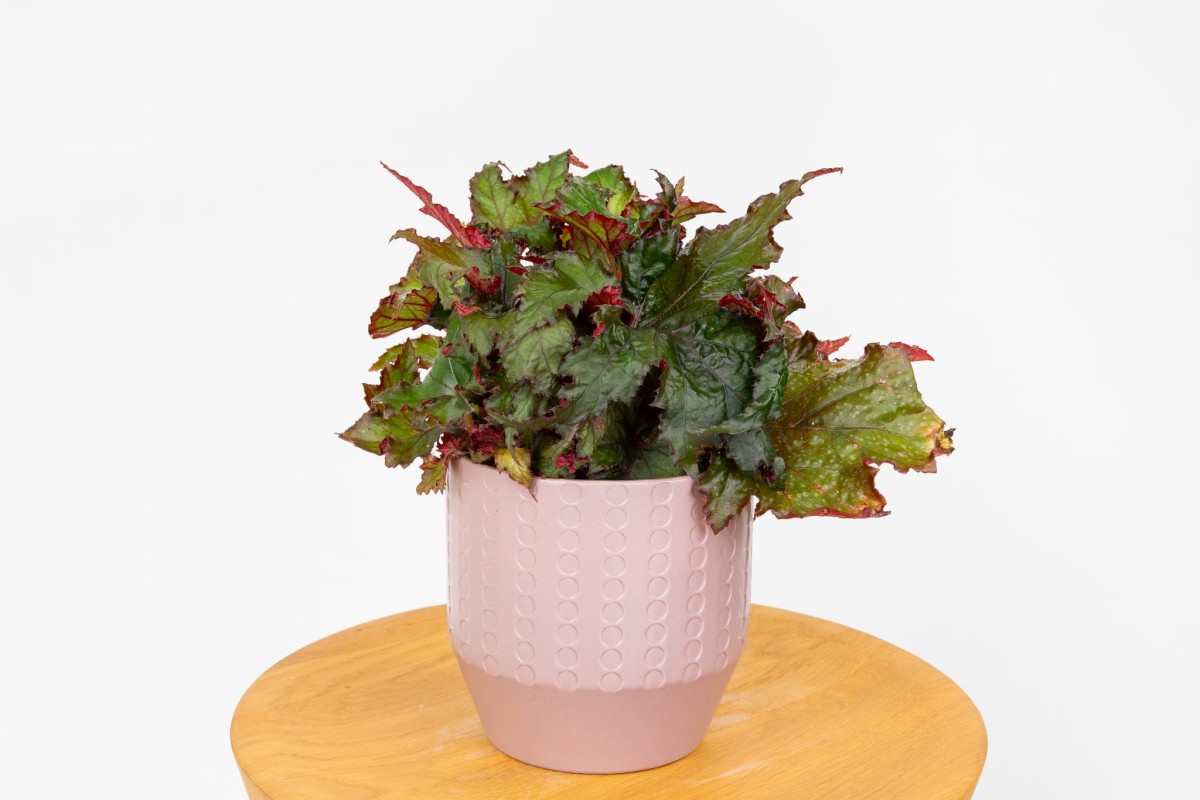 begonia-rex-krolewska-zielona-flora-04