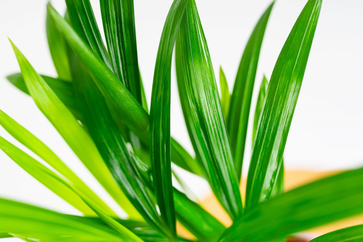 Palma-areka-dypsis-lutescens-05