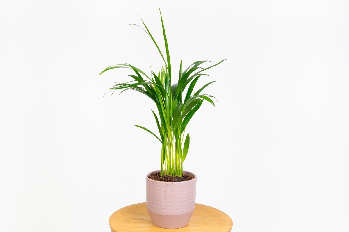 Palma-areka-dypsis-lutescens-03
