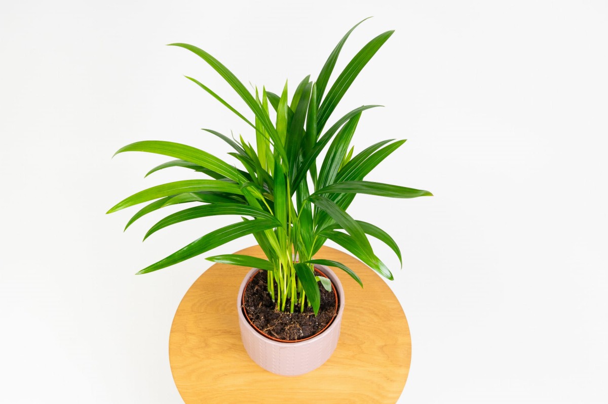 Palma-areka-dypsis-lutescens-04