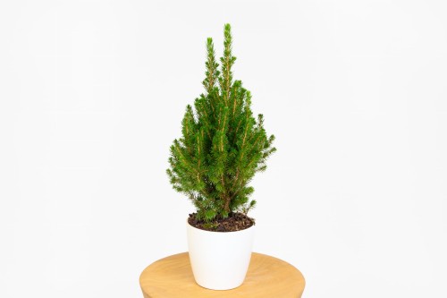 Picea Glauca Conica (biały świerk) w doniczce