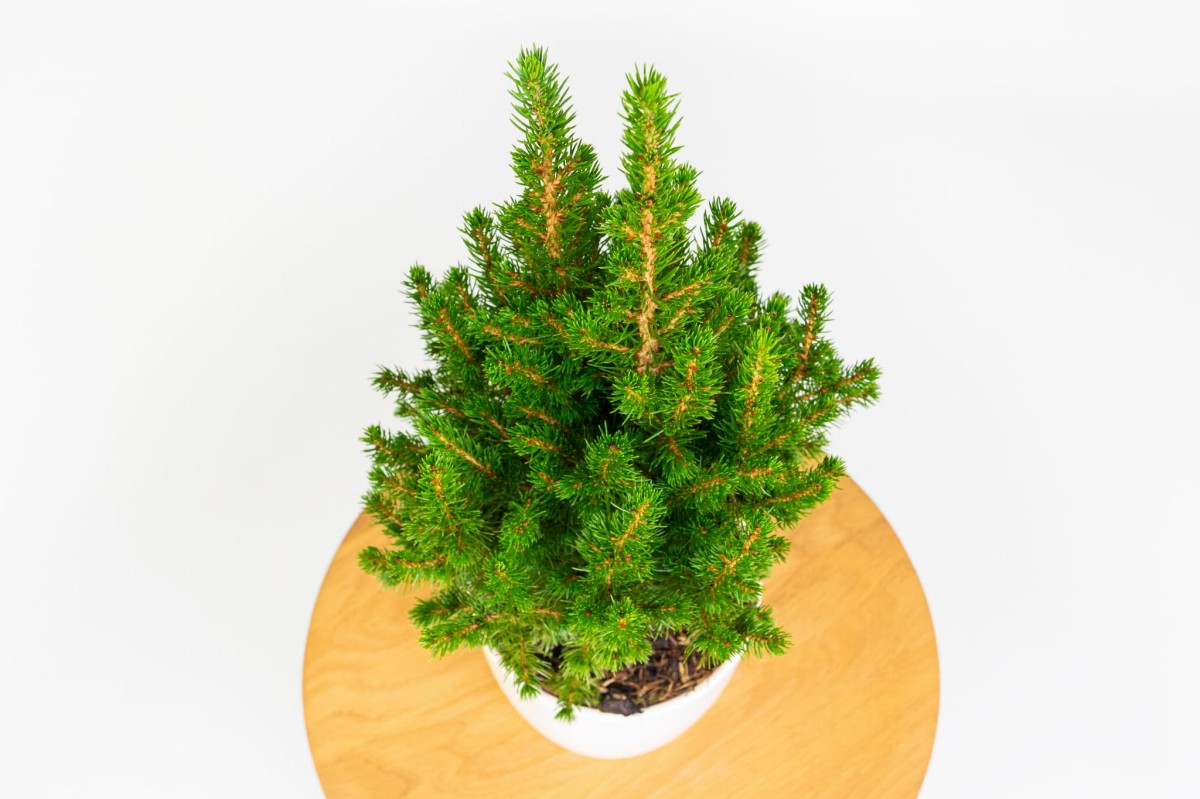 Picea-Glauca-Conica-bialy-swierk-w-doniczce-03