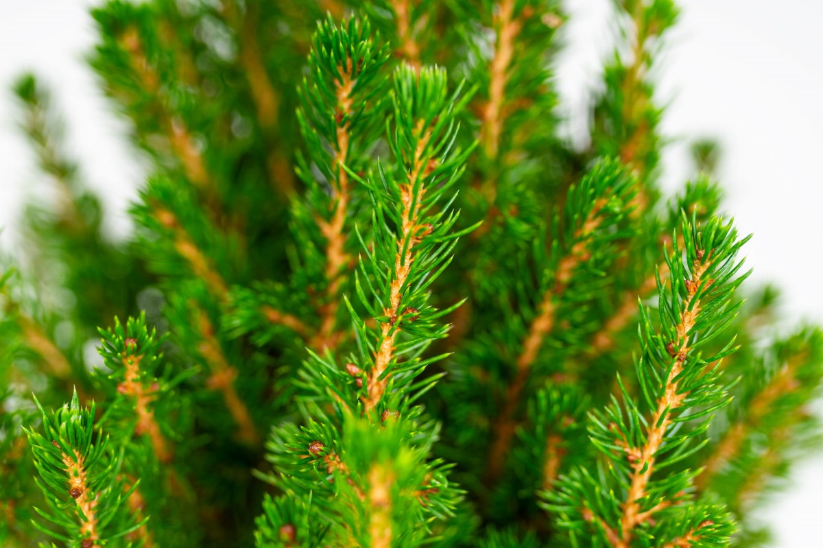Picea-Glauca-Conica-bialy-swierk-w-doniczce-02