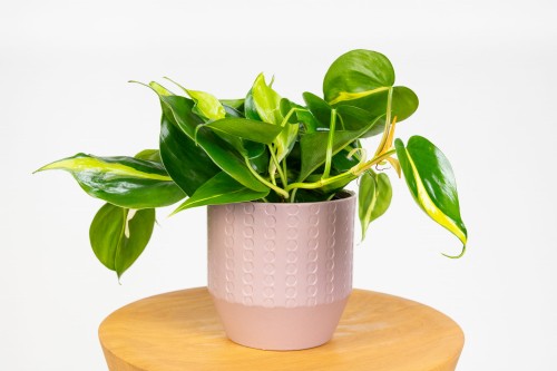 Philodendron scandens 'Brasil' Filodendron pnący