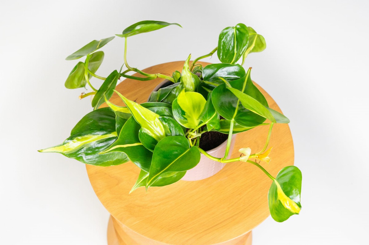 Philodendron-scandens-Brasil-Filodendron-pnacy-03