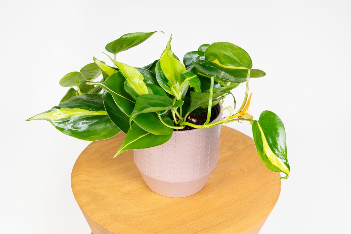 Philodendron-scandens-Brasil-Filodendron-pnacy-04