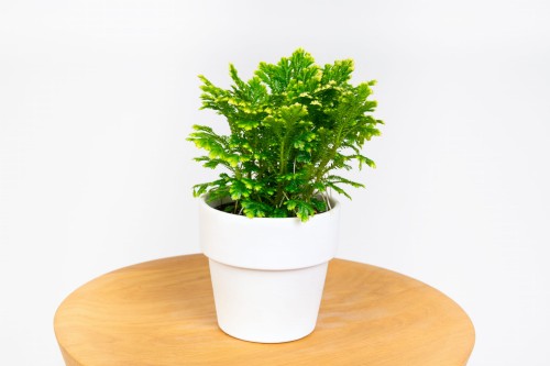Widliczka (selaginella martensii jori)