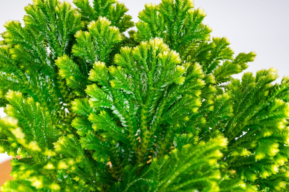Widliczka-selaginella-martensii-jori-02