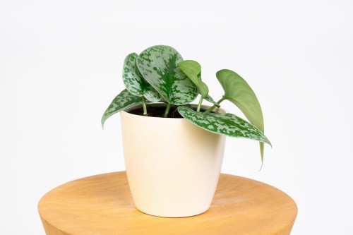Scindapsus pictus 'Trebie' Scindapsus pstry