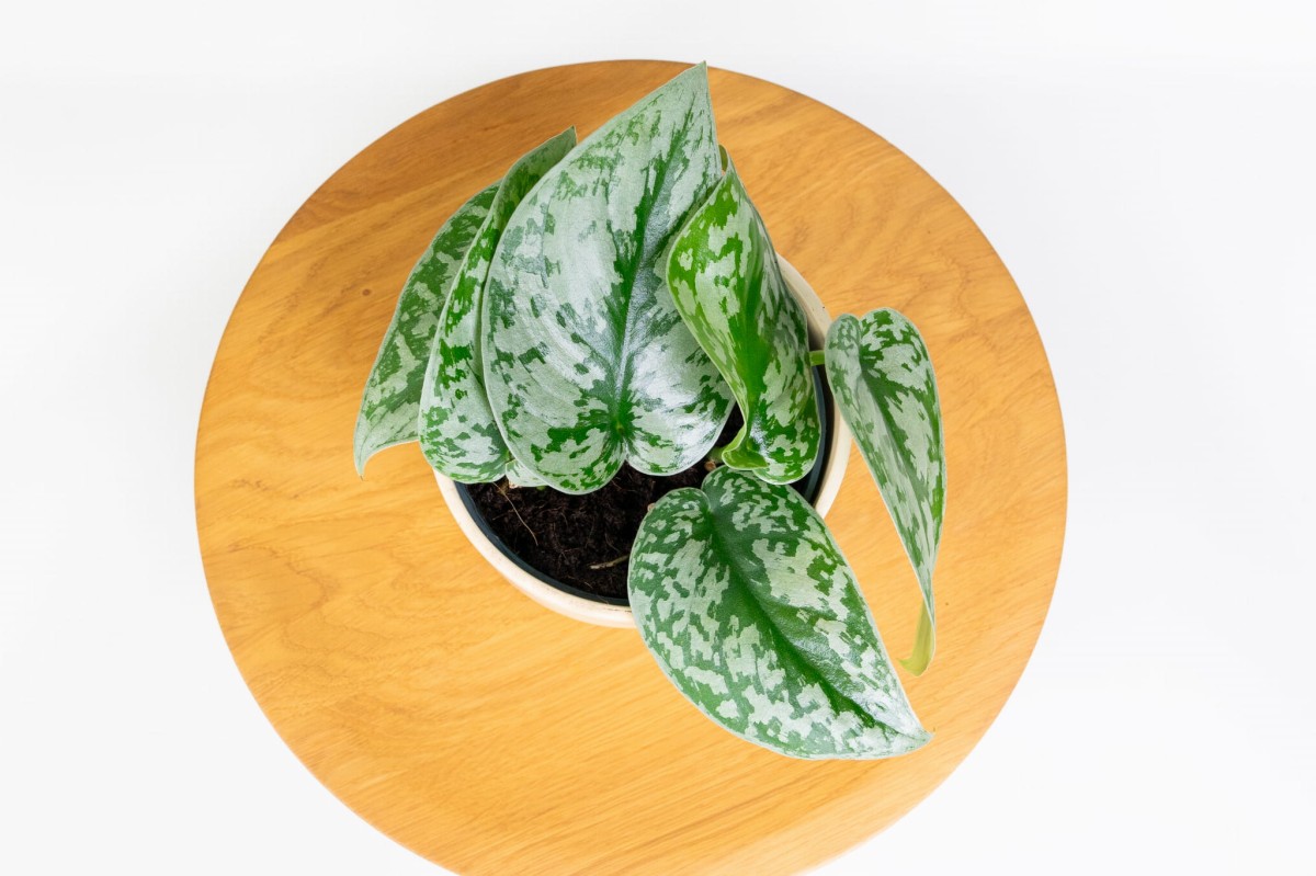 Scindapsus-pictus-Trebie-Scindapsus-pstry-04