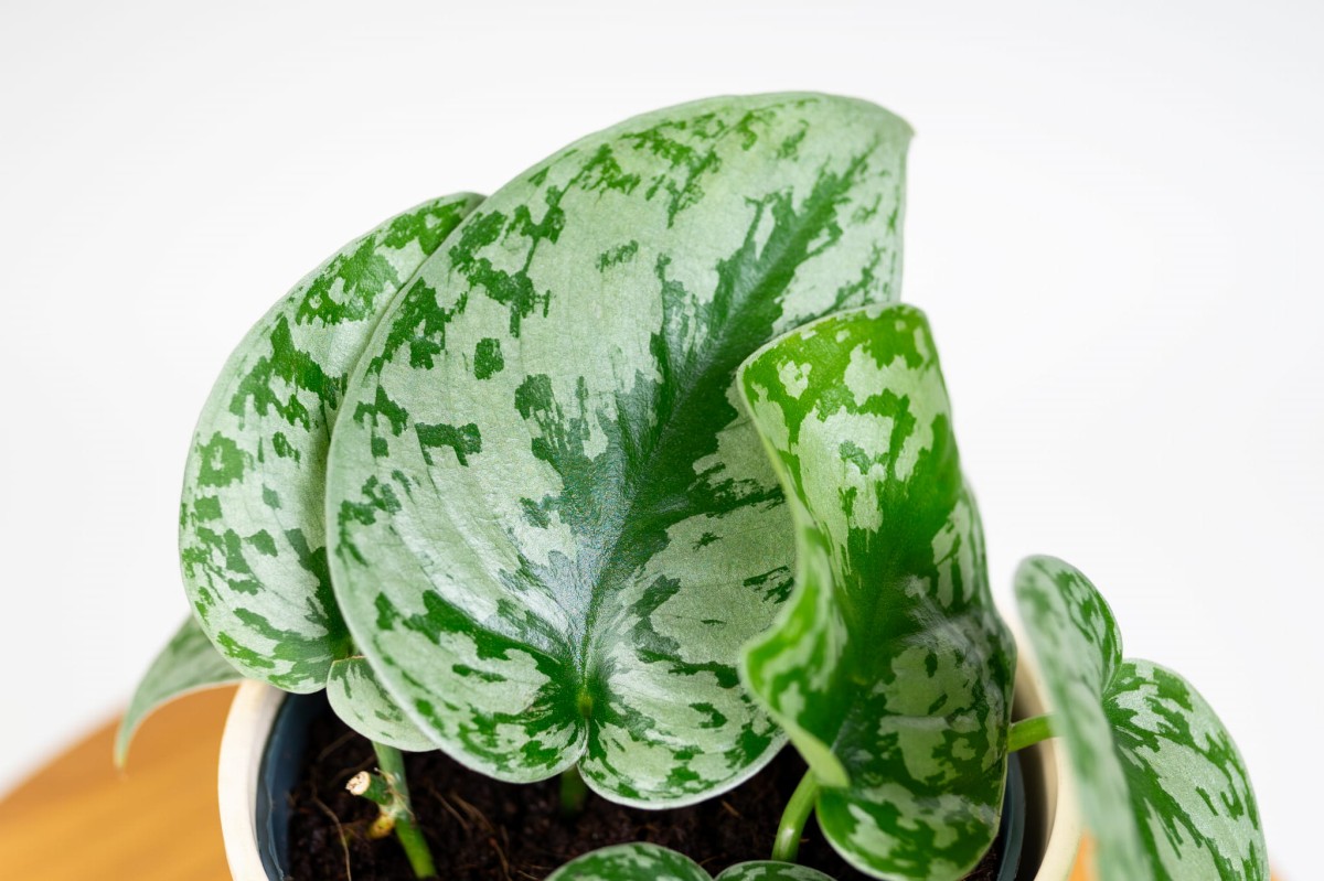 Scindapsus-pictus-Trebie-Scindapsus-pstry-02