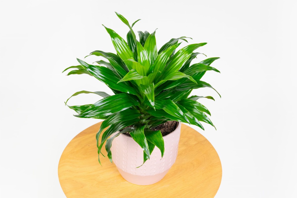Dracaena-fragrans-Compacta-Dracena-03
