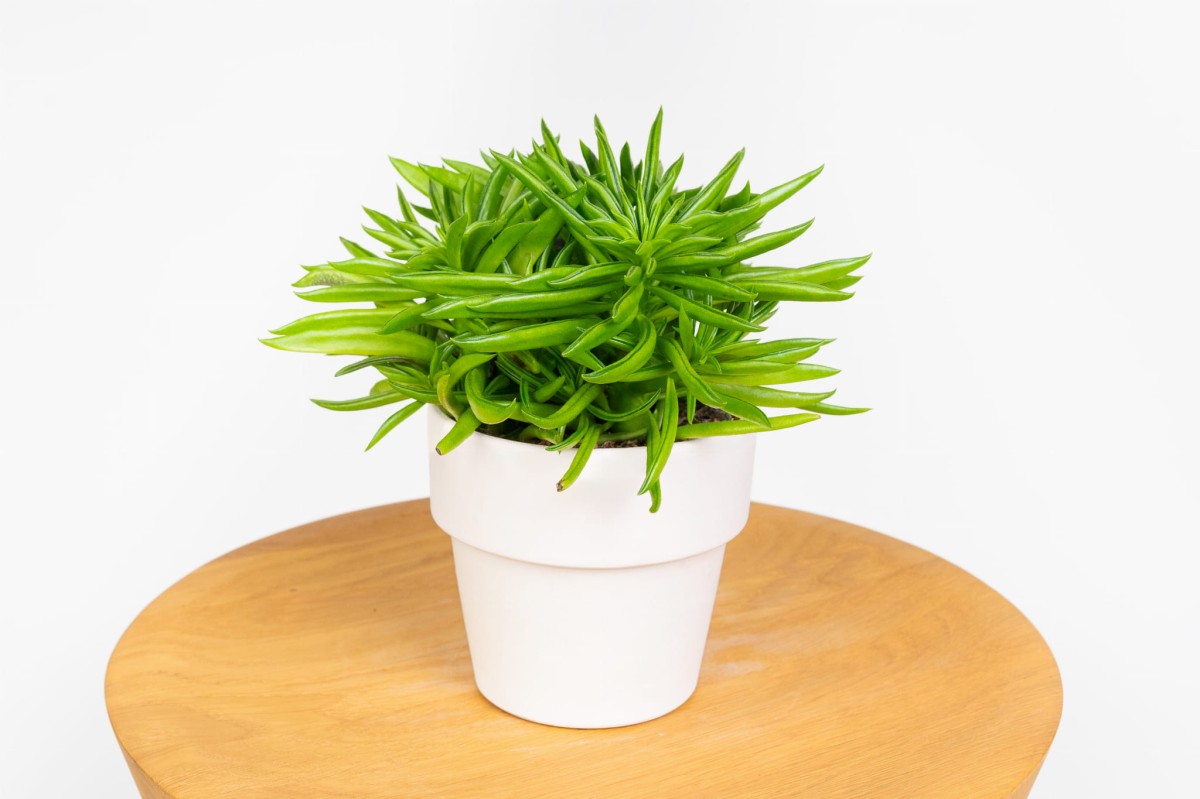 peperomia-ferreyrae-happy-bean-01