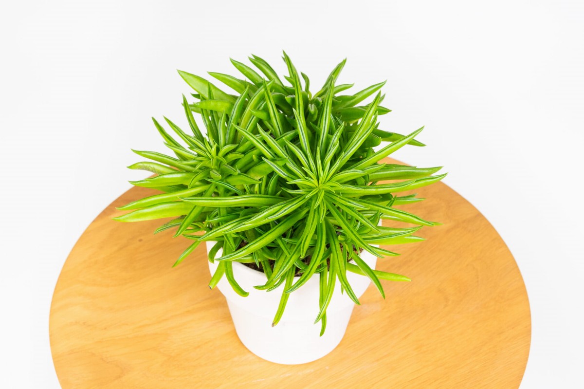 peperomia-ferreyrae-happy-bean-02
