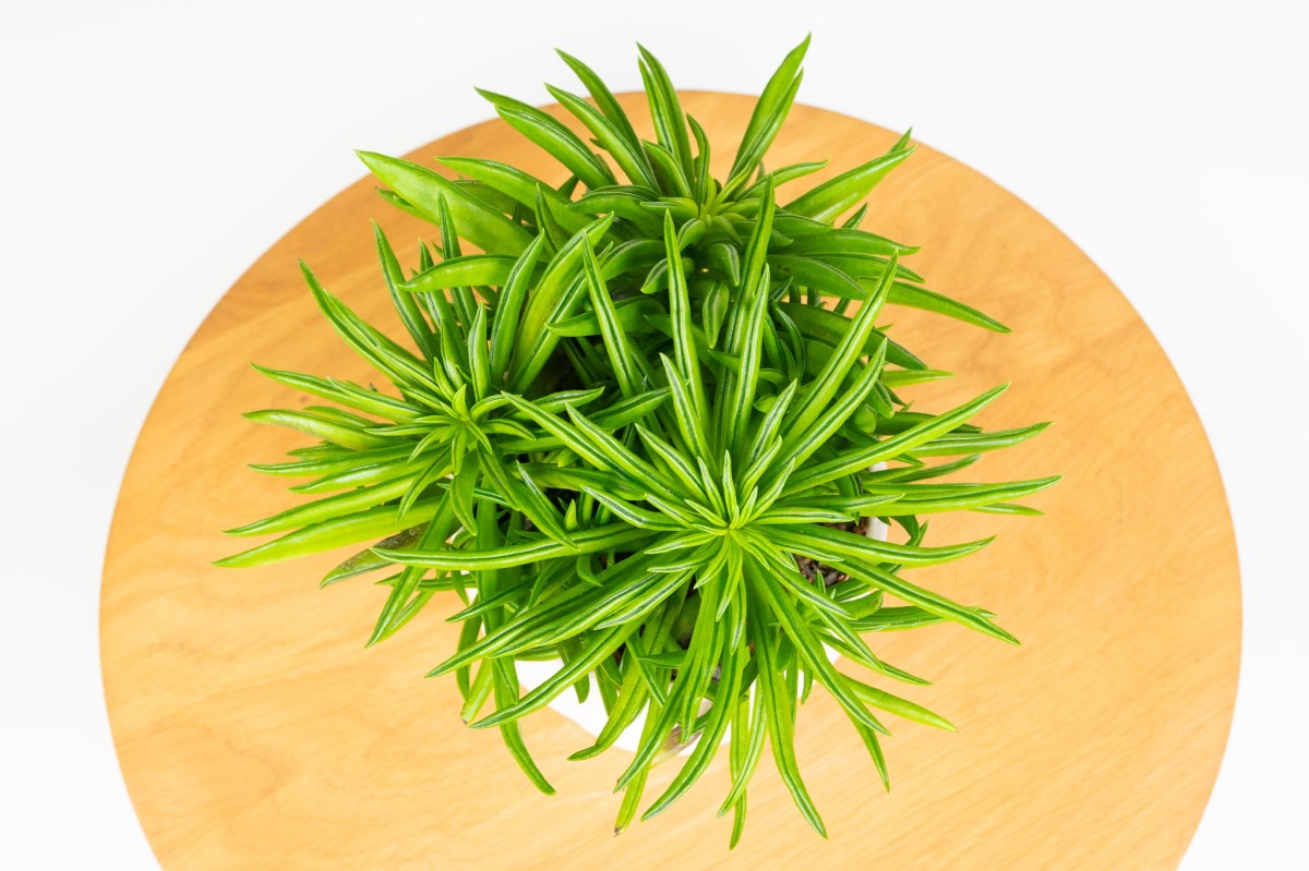 peperomia-ferreyrae-happy-bean-03