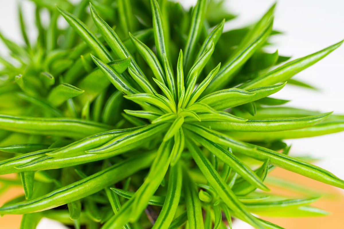peperomia-ferreyrae-happy-bean-04