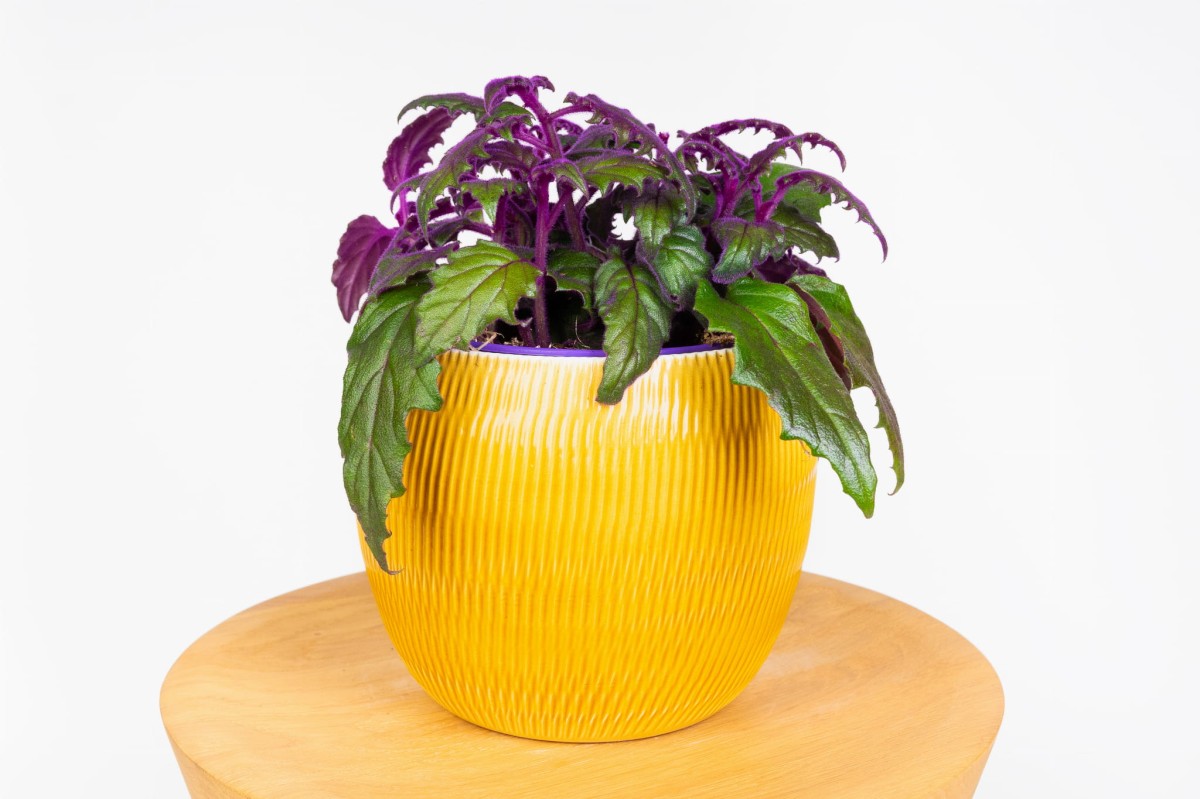 GYNUURA-AURANTIACA-GINURA-POMARANCZOWA-01
