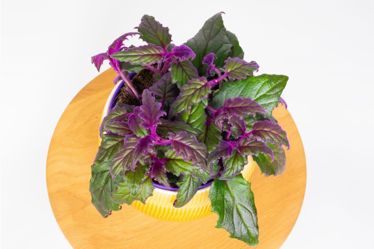 GYNUURA-AURANTIACA-GINURA-POMARANCZOWA-03