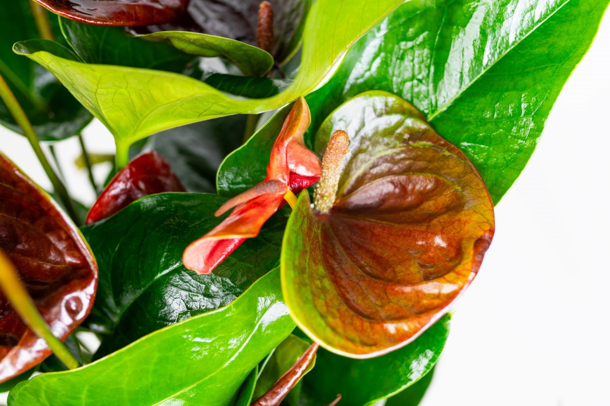 anthurium-diamond-black-love-02