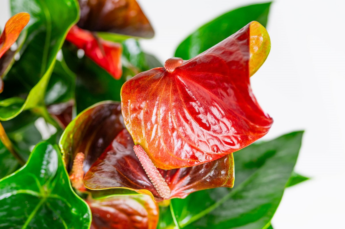 anthurium-diamond-black-love-05