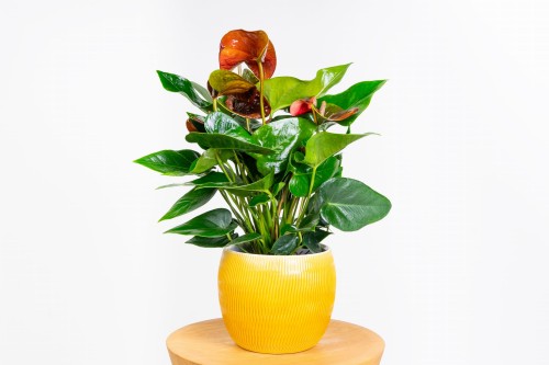 Anthurium Diamond Black Love