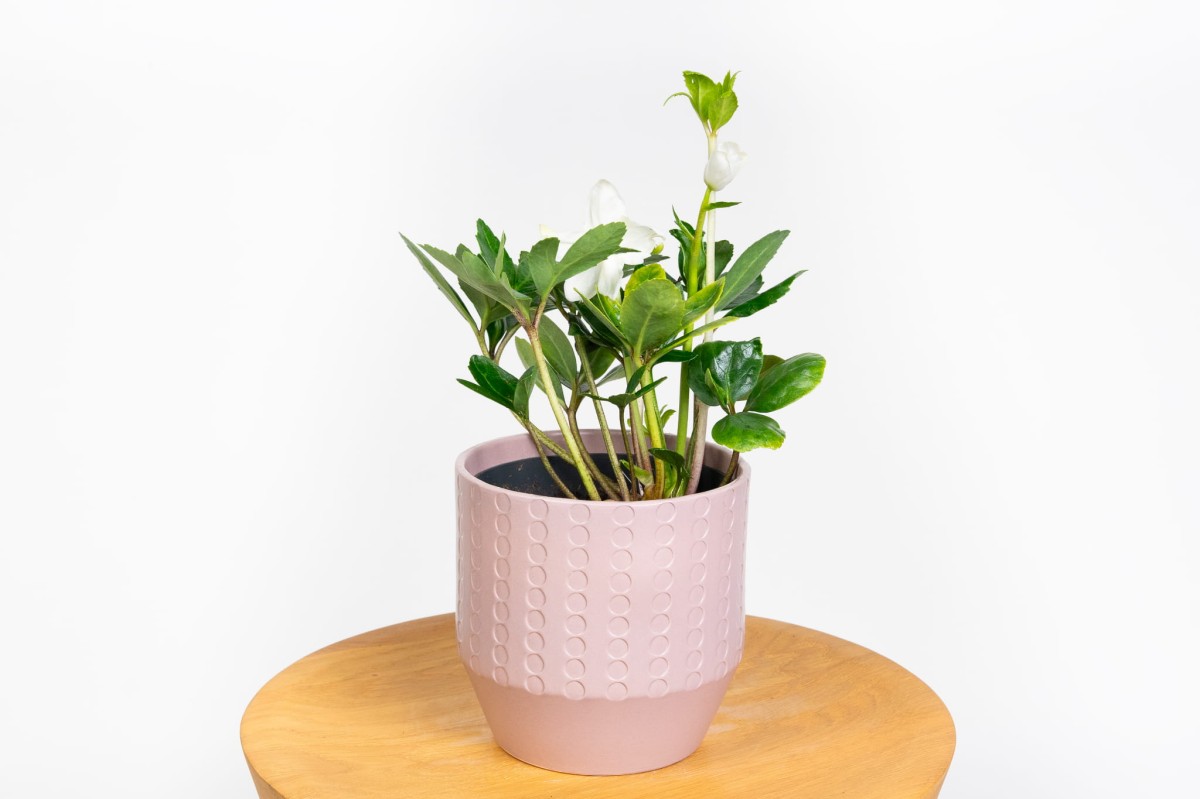 CIEMIERNIK-CHRISTMAS-CAROL-BIALY-HELLEBORUS-01