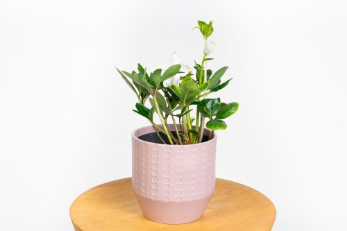 Ciemiernik biały 'Helleborus'