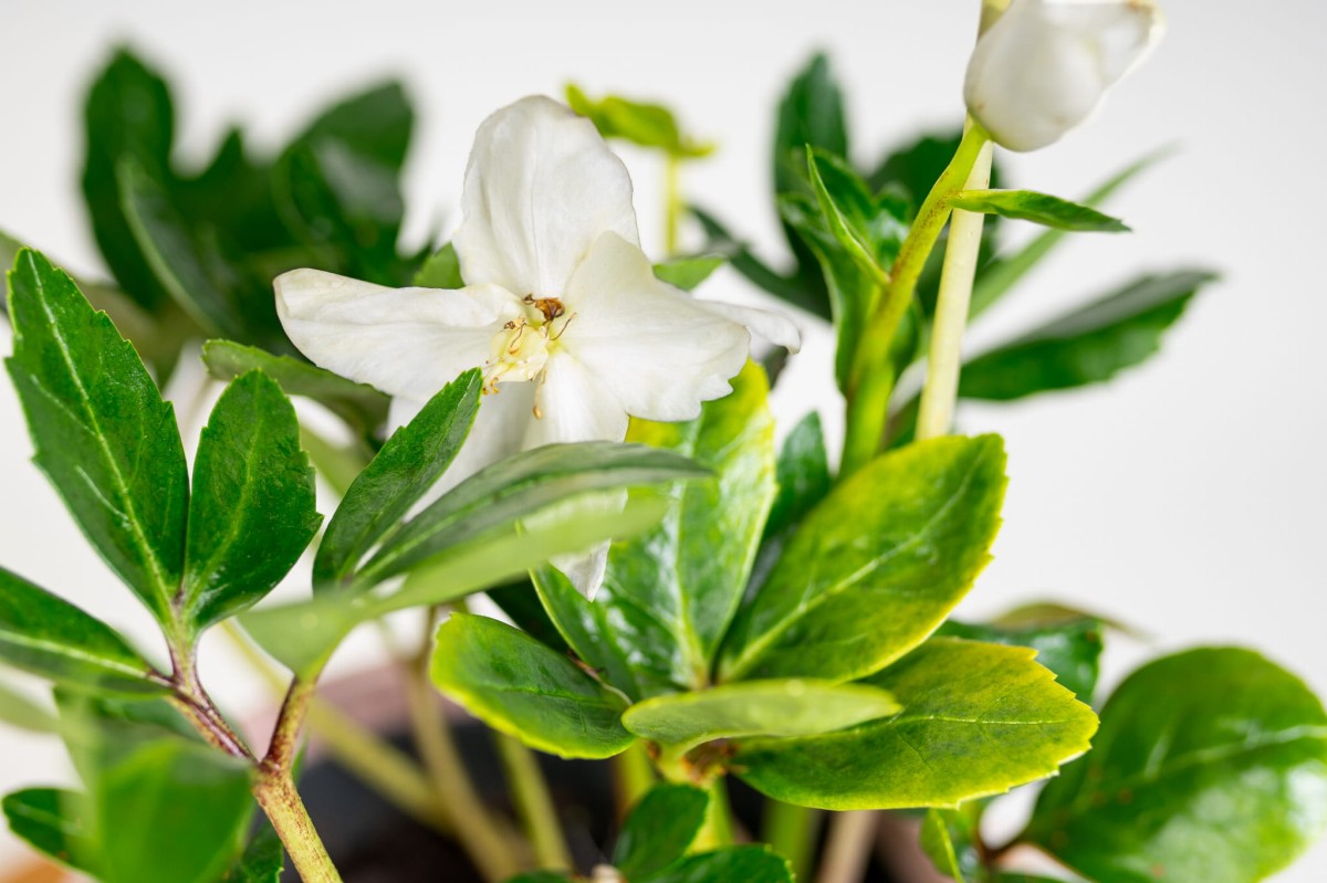 CIEMIERNIK-CHRISTMAS-CAROL-BIALY-HELLEBORUS-02