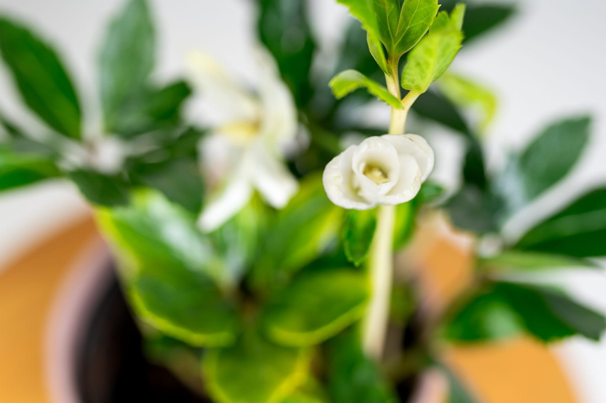 CIEMIERNIK-CHRISTMAS-CAROL-BIALY-HELLEBORUS-04