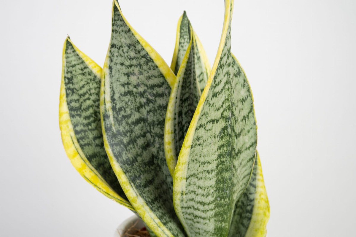 sansewieria-futura-superba-trifasciata-liscie-03.jpg
