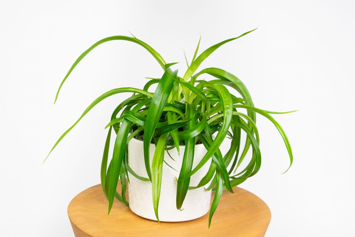 Chlorophytum-Lemon-Zielistka-01