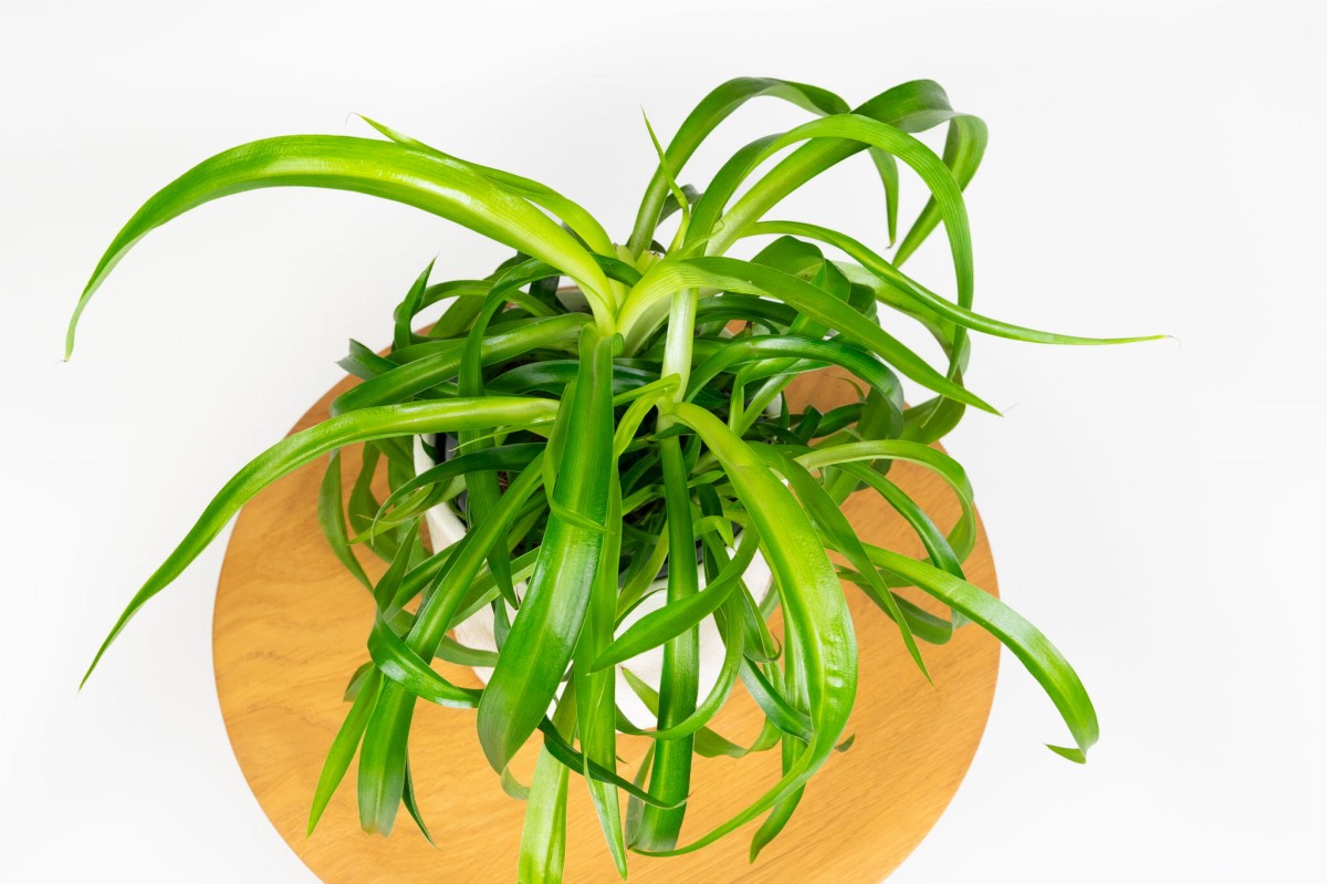 Chlorophytum-Lemon-Zielistka-04