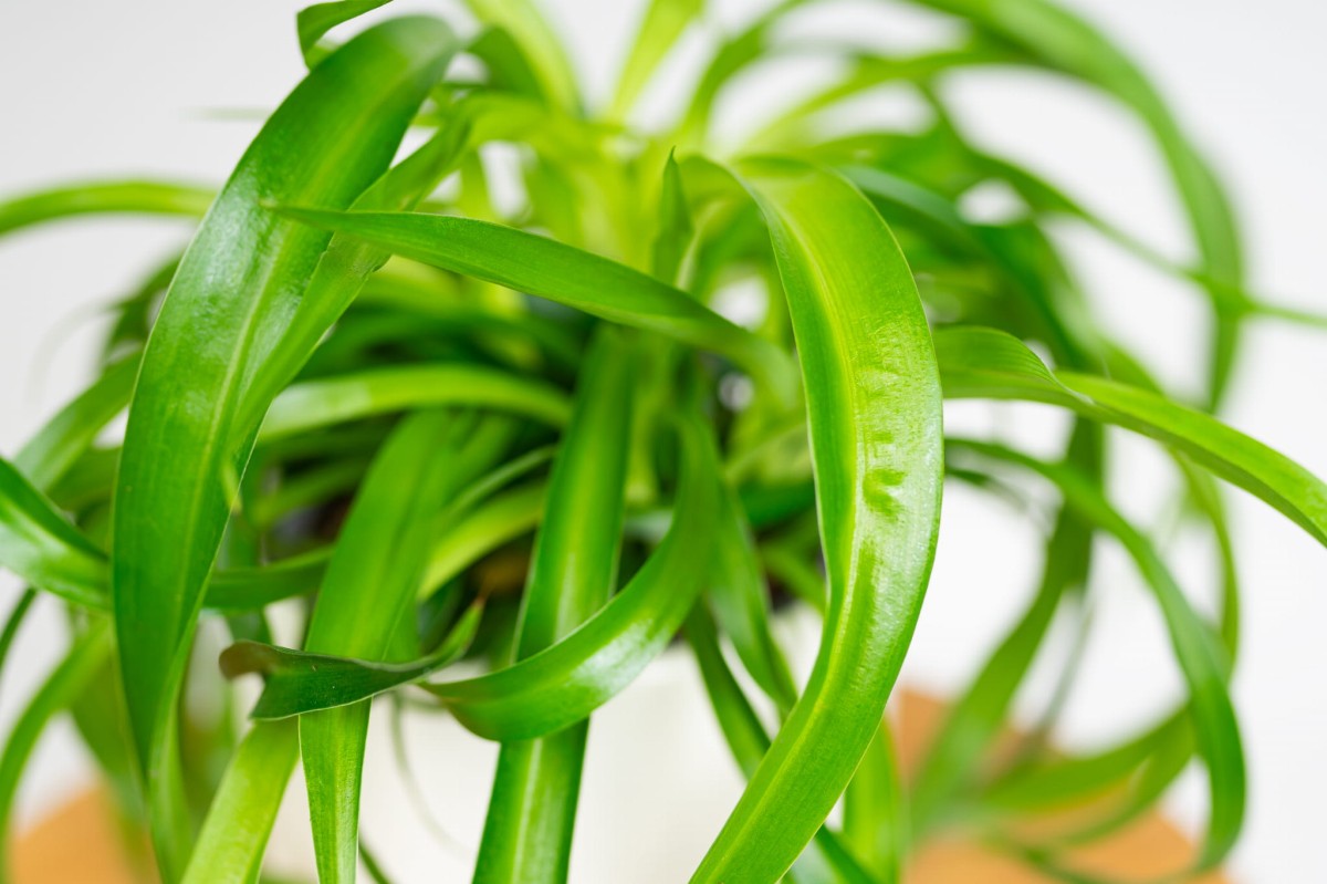 Chlorophytum-Lemon-Zielistka-02